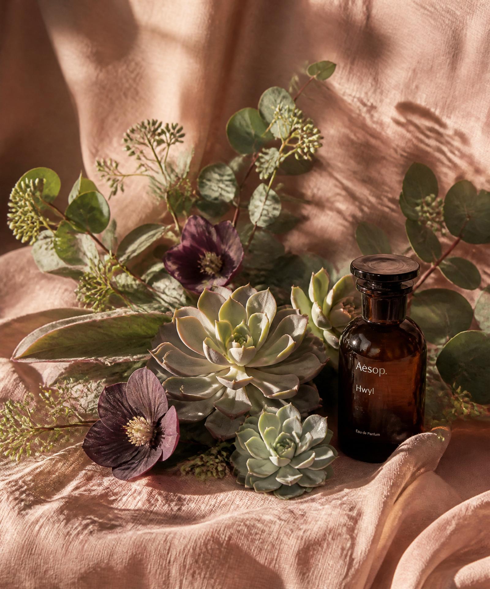 Natural skincare still life — succulents, eucalyptus and an amber essential oil bottle